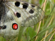 Prossima Foto: le ali della farfalla