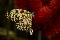 Foto Precedente: Butterfly 2