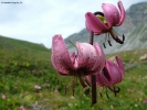 Prossima Foto: lilium martagon (II)