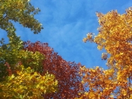 Prossima Foto: colori d' autunno