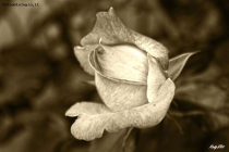 Prossima Foto: ... rosa antica
