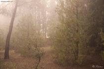 Foto Precedente: La nebbia tra i pini