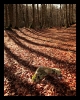 Prossima Foto: le ombre del bosco