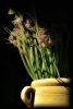Foto Precedente: Allium