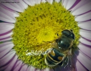 Prossima Foto:  pronto il pranzo!