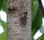 Foto Precedente: la cicala sul ciliegio