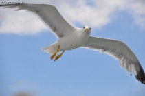 Prossima Foto: Volo