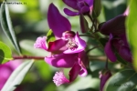 Foto Precedente: Spiderflower