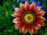 gazania