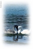 Foto Precedente: Cuore di cigno