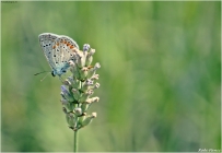 Prossima Foto: la farfalla