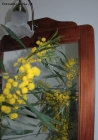 Foto Precedente: mimosa allo specchio
