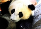 Prossima Foto: Musone di panda gigante