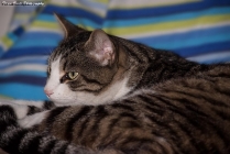 Foto Precedente: Lucky, uno dei miei gatti.