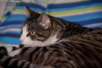 Prossima Foto: Lucky, uno dei miei gatti.