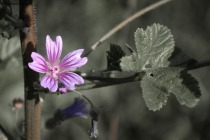 Prossima Foto: Il fiore viola
