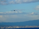 Prossima Foto: Gabbiano in Volo 2
