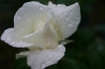 Prossima Foto: rosa