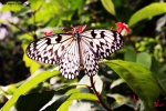 Prossima Foto: mariposa
