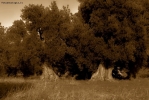 Prossima Foto: Ulivi #