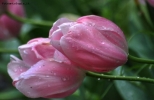 Foto Precedente: Tulipani rosa