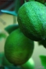 Foto Precedente: lemon tree