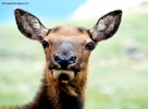 Foto Precedente: Elk femmina