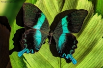 Prossima Foto: Papilio blumei fruhstorferi