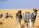 Foto Precedente: Passaggio di zebre