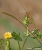 Prossima Foto: libellula