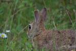 Prossima Foto: Coniglio selvatico -2-