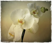 Phalenopsis