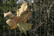 Prossima Foto: Niente pi recinsioni