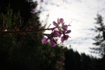 Foto Precedente: fiore di sole