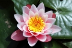 Prossima Foto: Fior di loto