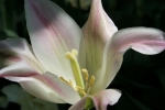Prossima Foto: tulipano