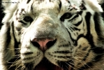 Foto Precedente: Primo piano di tigre