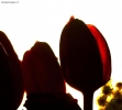 Prossima Foto: Tulipani in controluce
