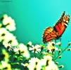 Prossima Foto: s.t.