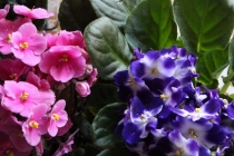 Prossima Foto: violette che passione!