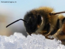 Prossima Foto: le api muoiono sulla neve