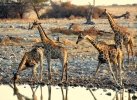 Giraffe che si specchiano...