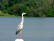 Prossima Foto: Il riposo dell'airone