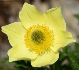 Prossima Foto: IL SOLE