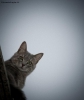 Foto Precedente: il gatto del piano di sopra