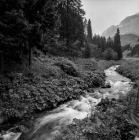 Prossima Foto: Ruscello