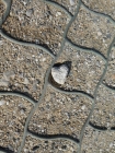 Foto Precedente: e....all'improvviso un cuore