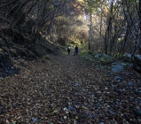 Foto Precedente: passeggiata nel bosco