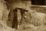 Foto Precedente: Pony