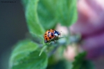 Foto Precedente: Coccinella